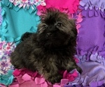 Small Photo #1 Havanese Puppy For Sale in FREDERICK, MD, USA