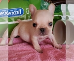 Small Photo #1 French Bulldog Puppy For Sale in DUNNELLON, FL, USA