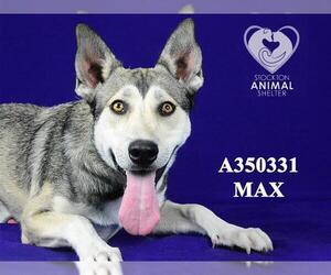 Mutt Dogs for adoption in Stockton, CA, USA