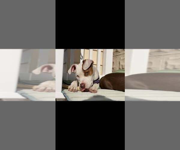 Medium Photo #26 American Pit Bull Terrier-Chihuahua Mix Puppy For Sale in New York, NY, USA