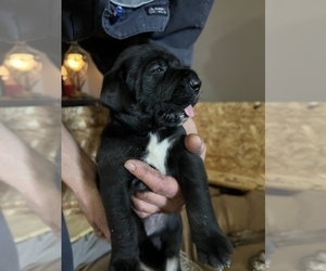 Irish Dane Puppy for sale in WARREN, MI, USA