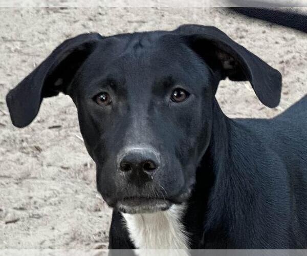 Medium Photo #1 Labrador Retriever-Unknown Mix Puppy For Sale in Yardley, PA, USA