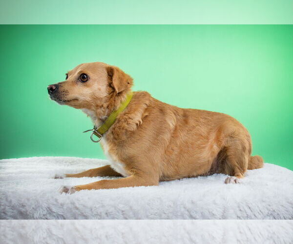 Medium Photo #3 Chiweenie Puppy For Sale in Queen Creek, AZ, USA