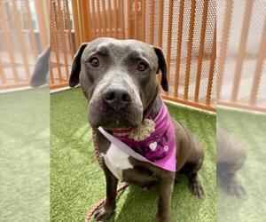 American Pit Bull Terrier-Unknown Mix Dogs for adoption in Las Vegas, NV, USA