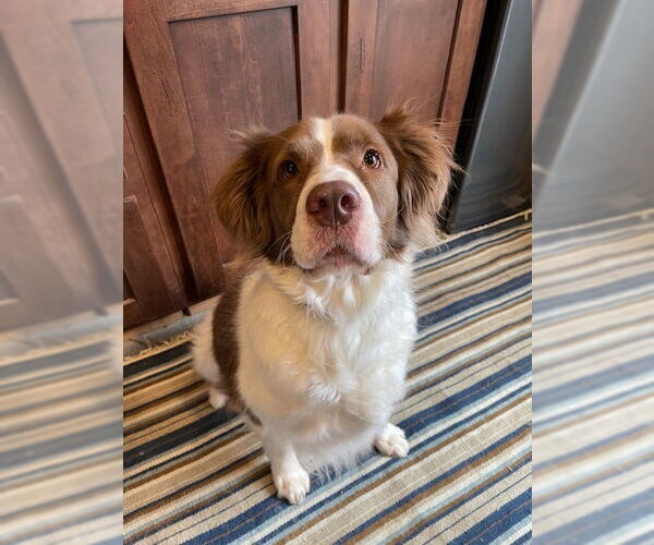 Medium Photo #3 Brittany-Collie Mix Puppy For Sale in Curwensville, PA, USA