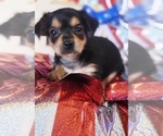 Small #9 Yorkshire Terrier