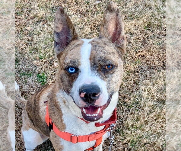 Medium Photo #27 Catahoula Leopard Dog-Unknown Mix Puppy For Sale in Canton, CT, USA