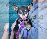 Small #1 Chihuahua
