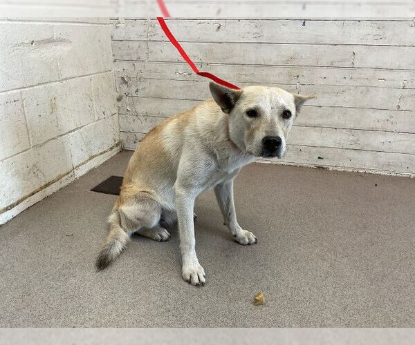 Medium Photo #1 German Shepherd Dog-Unknown Mix Puppy For Sale in San Bernardino, CA, USA