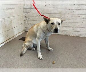 Medium German Shepherd Dog Mix