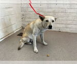 Small German Shepherd Dog Mix