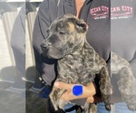 Small Photo #11 Presa Canario Puppy For Sale in LEVITTOWN, PA, USA