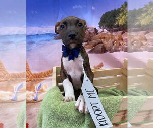 Bullboxer Pit Dogs for adoption in Sanford, FL, USA
