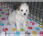 Small Photo #6 Papitese Puppy For Sale in ORO VALLEY, AZ, USA