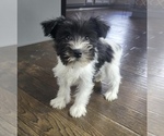 Small Photo #6 Schnauzer (Miniature) Puppy For Sale in FRANKLIN, IN, USA
