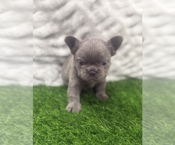 Medium Photo #8 French Bulldog Puppy For Sale in PORTSMOUTH, VA, USA