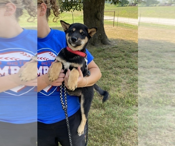 Medium Photo #1 Shiba Inu Puppy For Sale in STELLA, MO, USA