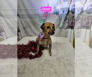 Dachshund-Unknown Mix Dogs for adoption in Metairie, LA, USA