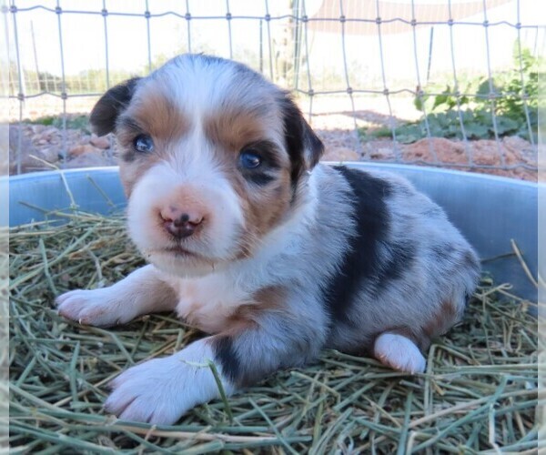 Medium Photo #12 Miniature Australian Shepherd Puppy For Sale in WITTMANN, AZ, USA