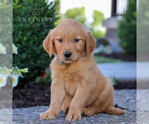 Golden Retriever Puppy for Sale in LITITZ, Pennsylvania USA