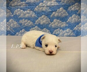 Maltese Puppy for sale in WINNSBORO, LA, USA