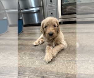 Goldendoodle Puppy for sale in OAKLAND, CA, USA