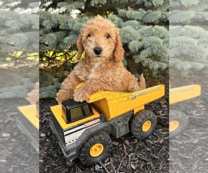 Goldendoodle (Miniature) Puppy for sale in MIDDLEBURY, IN, USA