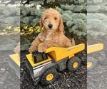 Small Goldendoodle (Miniature)