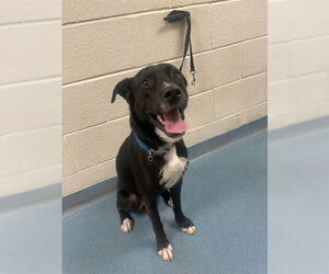 Labrador Retriever Dogs for adoption in West Palm Beach, FL, USA