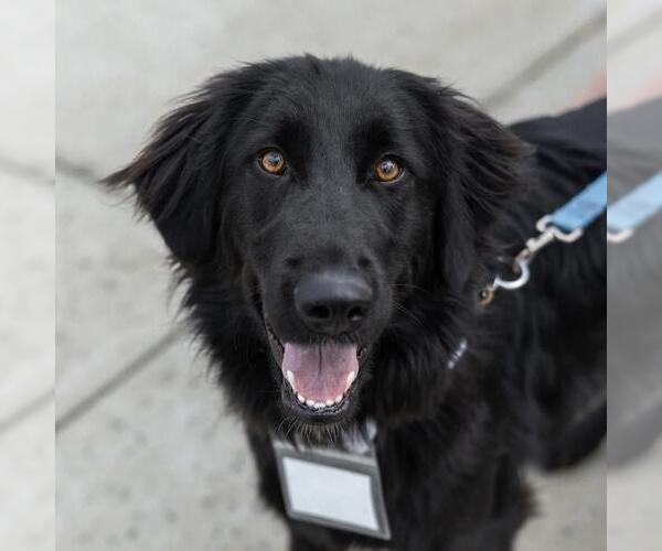 Medium Photo #1 Golden Labrador Puppy For Sale in San Diego, CA, USA