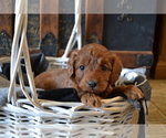 Small #1 Cavapoo (Miniature)