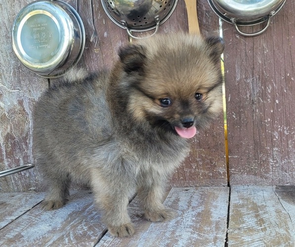 Medium Photo #4 Pomeranian Puppy For Sale in ORRVILLE, OH, USA