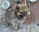Katie - Female Pomeranian Puppy for Sale - Photo #4