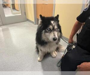 Alaskan Malamute Dogs for adoption in Orange, CA, USA