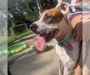 American Staffordshire Terrier-Boxer Mix Dogs for adoption in Overland Park, KS, USA