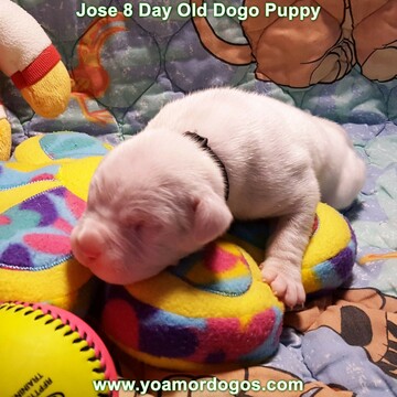 Medium Photo #2 Dogo Argentino Puppy For Sale in PINEVILLE, MO, USA