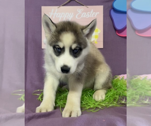 Medium Photo #5 Siberian Husky Puppy For Sale in DEARBORN, MO, USA