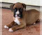 Small #1 Boxer