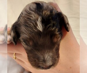 F2 Aussiedoodle Puppy for sale in COLUMBIA, TN, USA