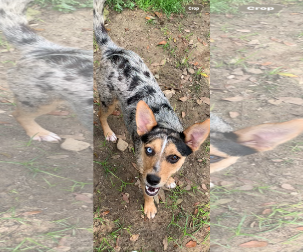 Medium Photo #3 Australian Shepherd-Unknown Mix Puppy For Sale in The Woodlands, TX, USA