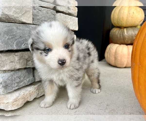 Medium Photo #5 Australian Shepherd Puppy For Sale in LODA, IL, USA
