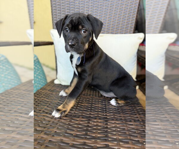 Medium Photo #1 Mutt Puppy For Sale in Royal Palm Beach, FL, USA