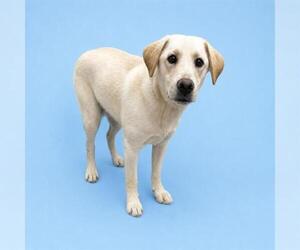 Labrador Retriever-Unknown Mix Dogs for adoption in HESPERIA, CA, USA