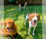 Small #9 Treeing Walker Coonhound