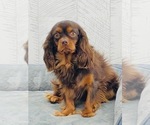 Small Photo #1 Cavapoo Puppy For Sale in CARLISLE, KY, USA