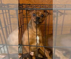 Chihuahua Dogs for adoption in Rancho Cucamonga, CA, USA