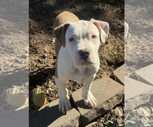 Sumo - Male Mutt Dog for Adoption - Photo #3