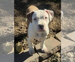Small Photo #3 Mutt Puppy For Sale in Fenton, MO, USA