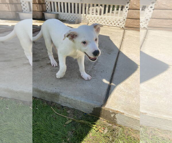 Medium Photo #2 Australian Shepherd-Unknown Mix Puppy For Sale in La Verne, CA, USA