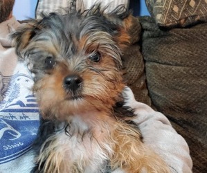 Yorkshire Terrier Puppy for sale in BATES, AR, USA